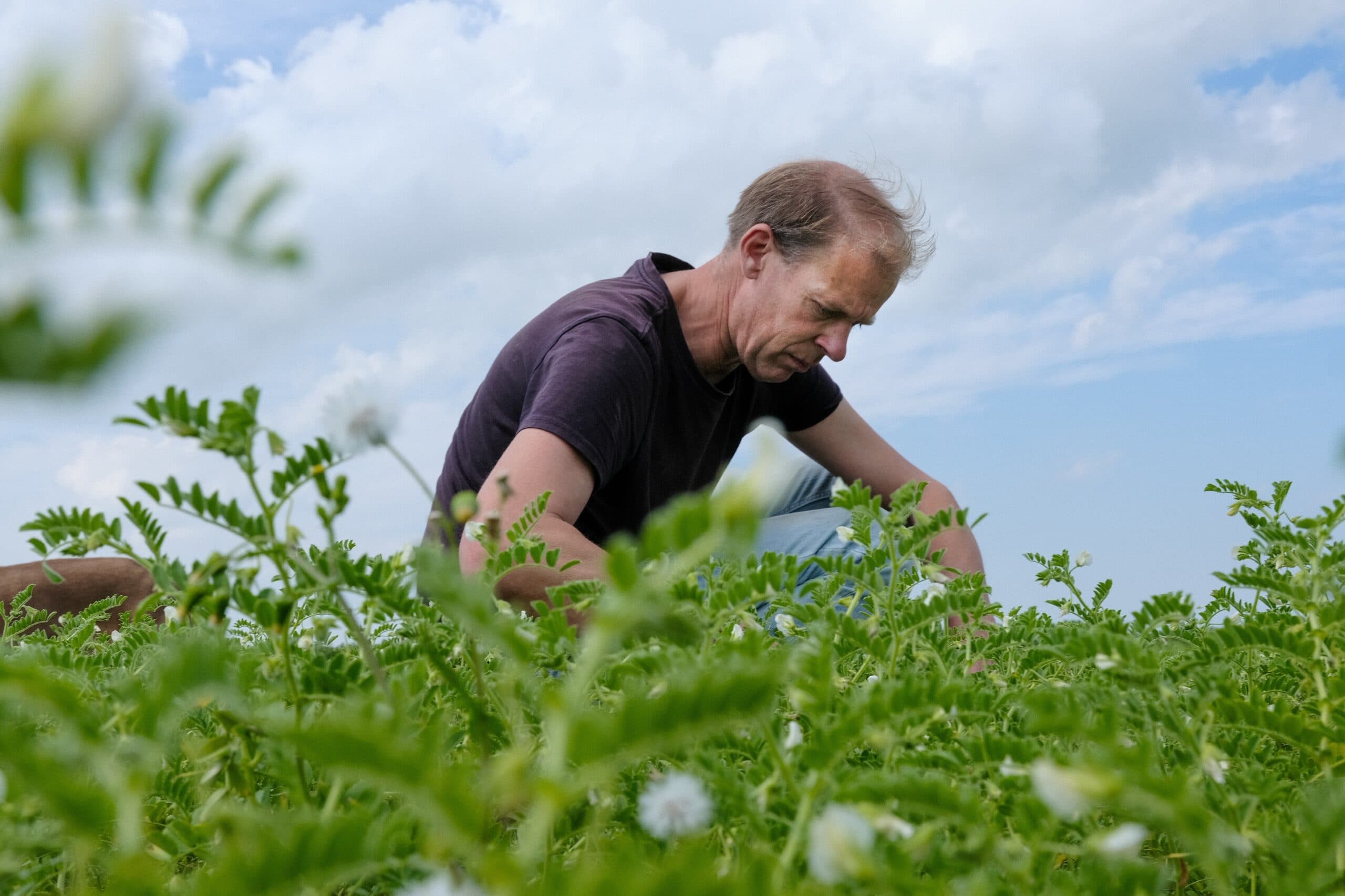Groningse akkerbouwer pioneert met kikkererwten