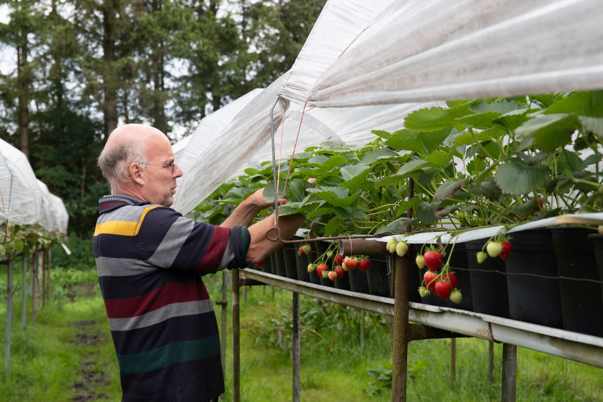 Sinds een paar jaar telen Jos en Astrid ook aardbeien, een product waar klanten graag voor langs komen. De stellages heeft Jos zelf gemaakt. – Foto’s: Hans Banus