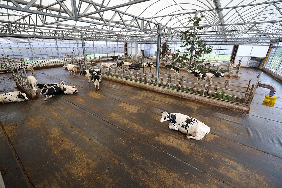 De melkkoeien lopen sinds mei in de koeientuin. De bomen (beuken) en struiken moeten uiteraard eerst nog flink groeien. - Foto's: Bert Jansen