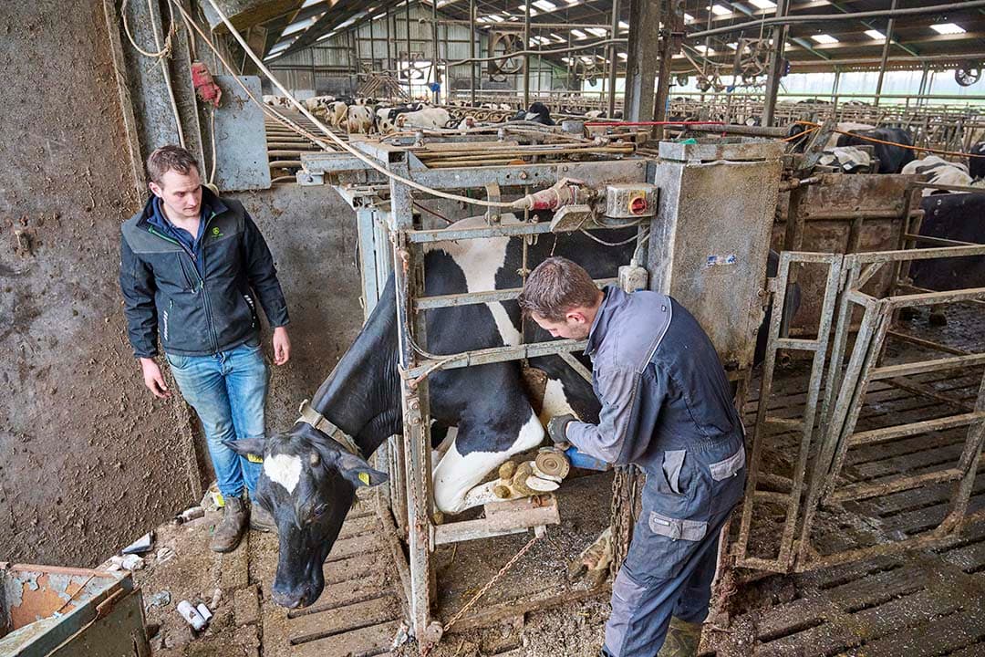 De broers doen veel zelf om de kostprijs te drukken.