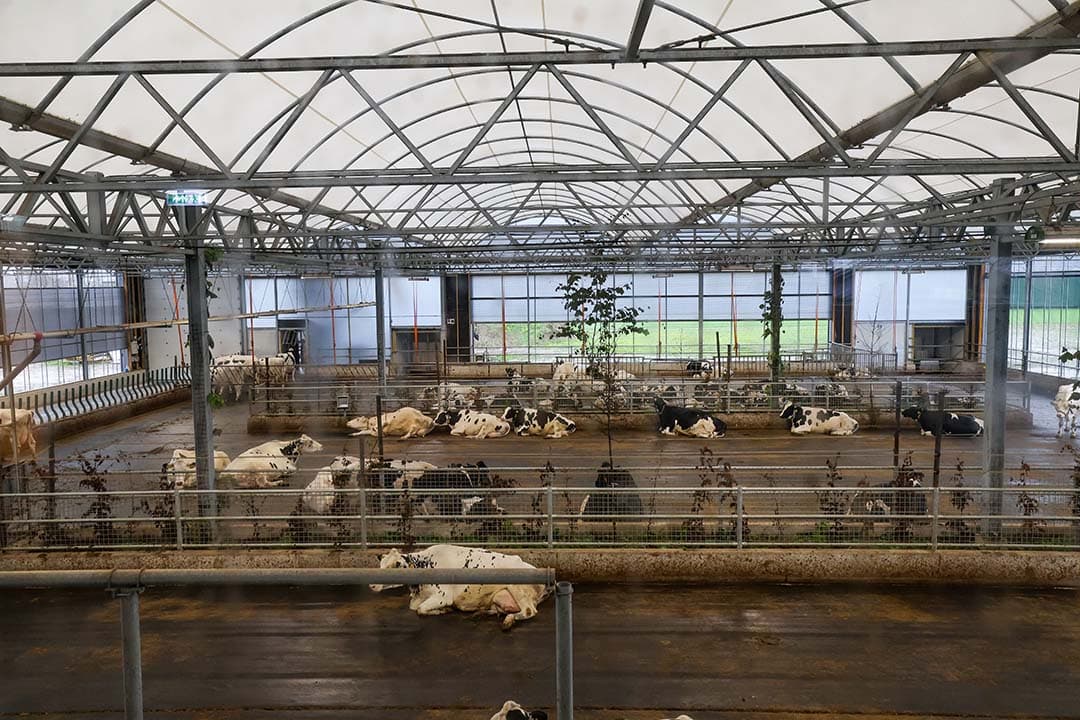 Met de serrestalconstructie is er veel licht in de stal. Koeien hebben bovendien voldoende ruimte: 18 m² per dier.