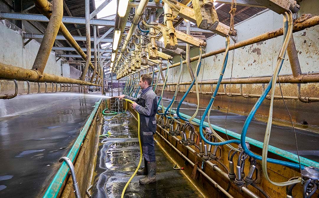Jeroen en Luuk melken meestal de koeien. Ook hier sparen ze arbeidskosten uit. Het melken doen ze in een 2x20-swingover van GEA en dat duurt zo’n anderhalf uur. Martijn is dan weer verantwoordelijk voor het landwerk, het voeren en het ouderhoud aan het machinepark. De taken zijn onderling goed en duidelijk verdeeld.