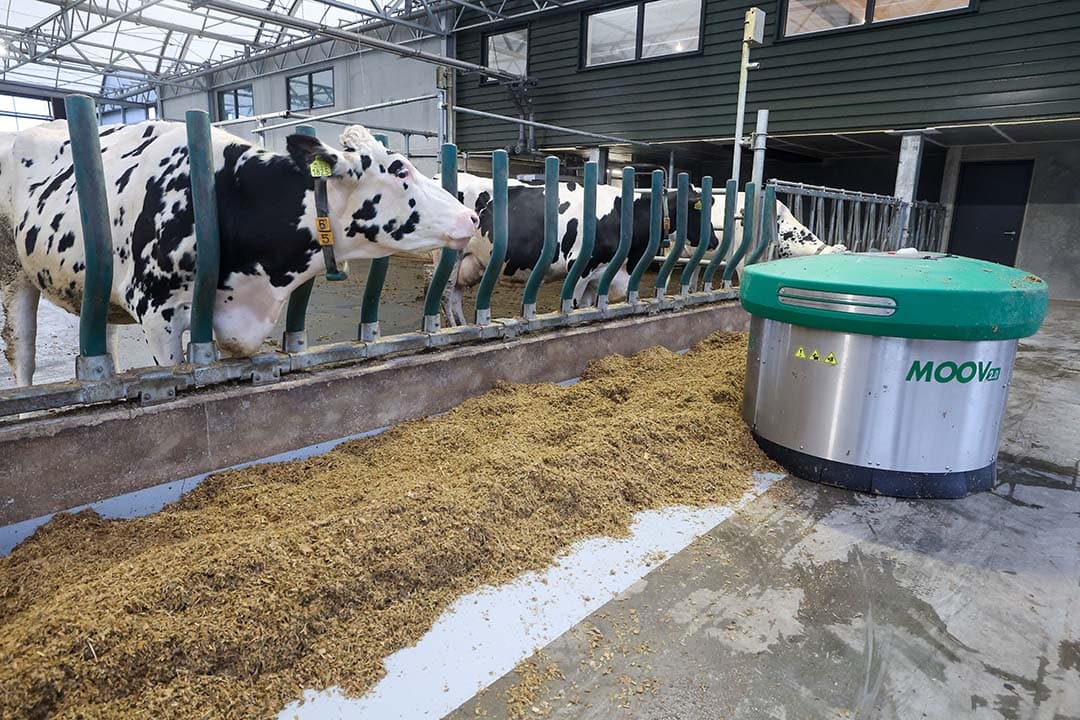 De voergang bevindt zich aan de linker zijkant van de stal. Een JOZ-voeraanschuifrobot schuift het voer aan.