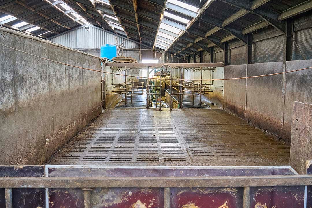 Dit is de wachtruimte voor de melkstal. Er is ruimte voor zo’n 100 koeien.
