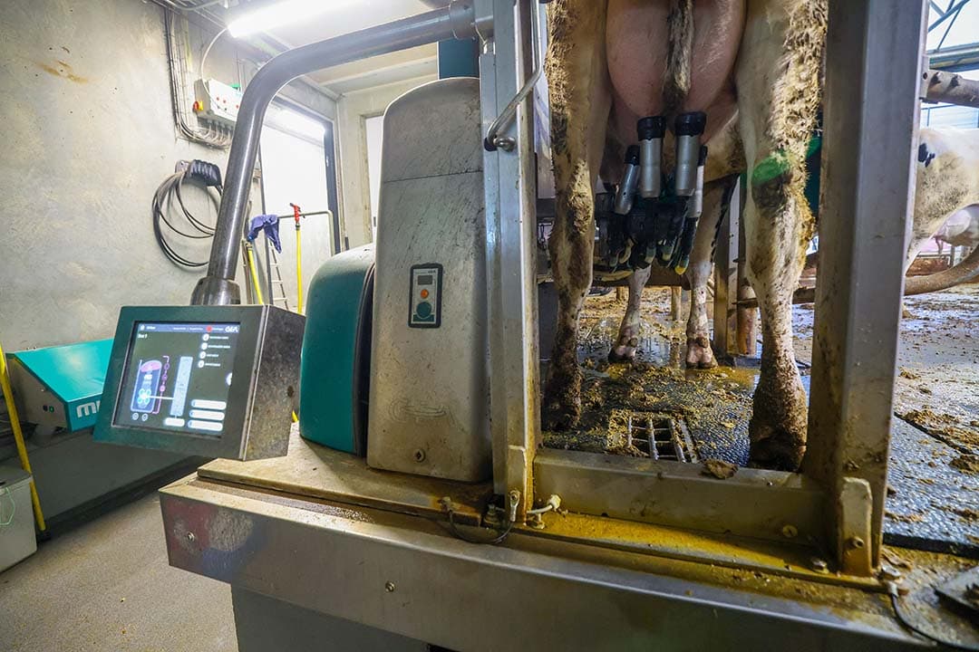 De GEA-melkrobot verhuisde mee van de oude stal naar de koeientuin. De gemiddelde melkproductie is de laatste maanden licht gestegen tot iets meer dan 11.000 kilo per jaar. Ook gehaltes liggen iets hoger.
