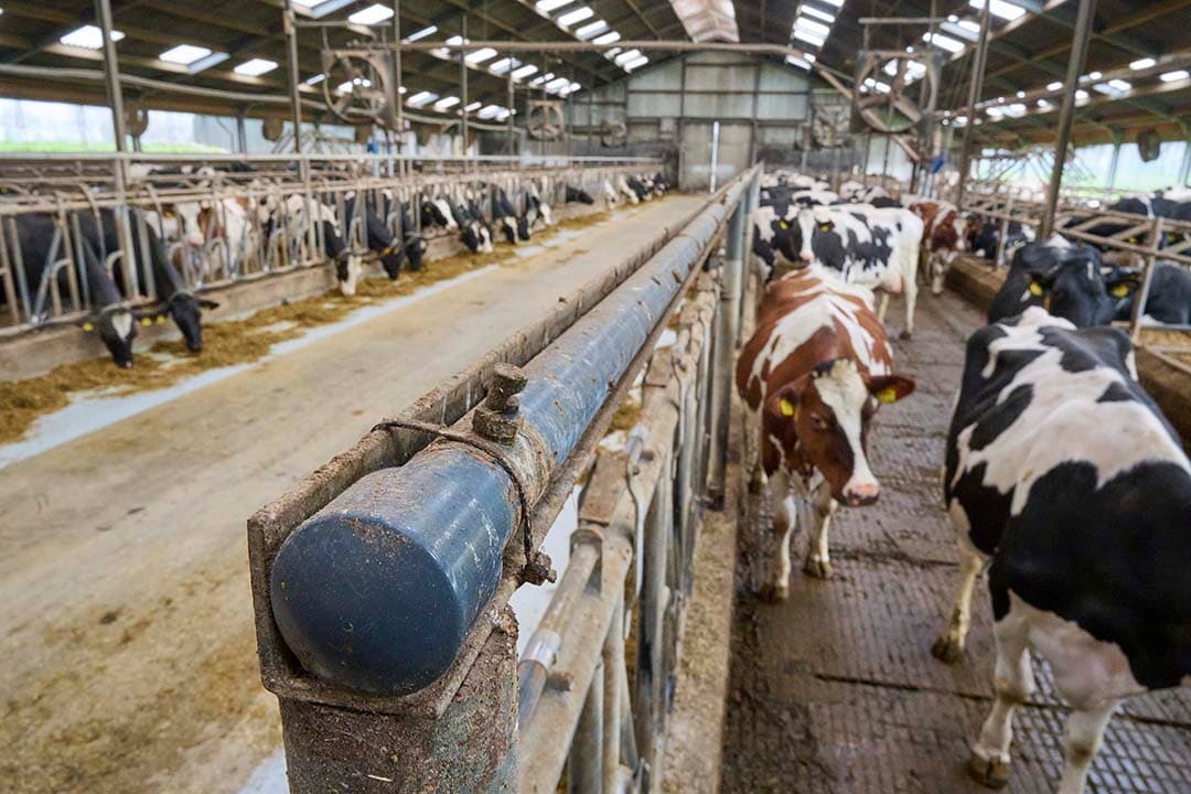 Het soakingsysteem zelf kostte slechts €2.500 en is op het voerhek gemonteerd. Een pomp pompt water onder lage druk in een pvc-buis die aan een L-hoekbalk vastzit. Via norzels drupt het water vervolgens in grove druppels op de koeien die aan het vreten zijn. Het systeem slaat – aangestuurd door een meterkast - vanaf 27 graden aan, om de 12 minuten en telkens 30 seconden lang.