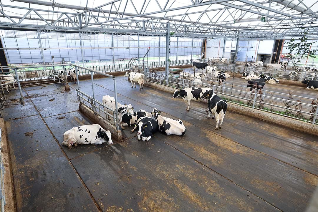 De koeien liggen en lopen op een innovatieve High Welfare-vloer; een kunststof trampolinezeil. Urine zakt er doorheen en mest blijft liggen. De rust in de stal valt op. Veel koeien liggen ontspannen op deze vloer er zijn vooral ook geen obstakels.