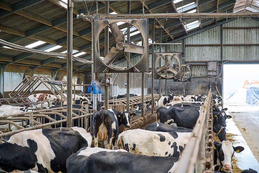 Vervolgens blazen de zeven ventilatoren in de stal de koeien weer droog. Anders loopt de luchtvochtigheid te veel op. De combinatie van soaken en blazen pakt in de praktijk goed. Zelfs met 35 graden blijven de melkproducties en voeropnames nagenoeg gelijk. Ook de vruchtbaarheid blijft op peil.