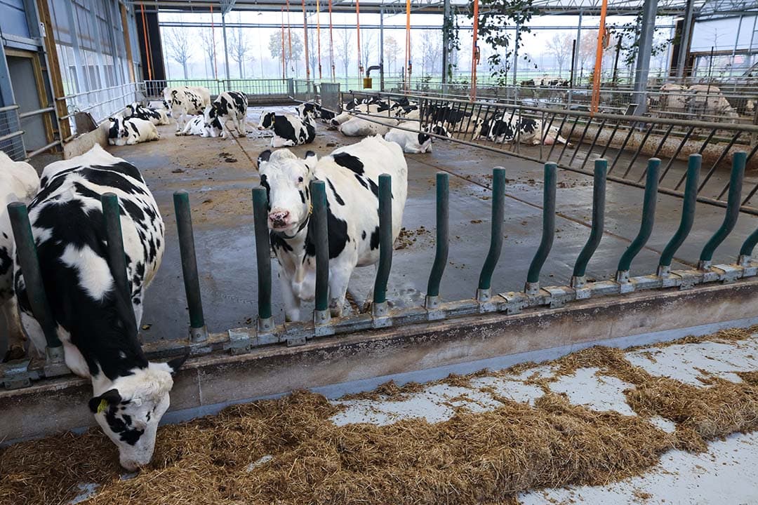 Familie van Esch koos voor kunststof voerhekken en de familie heeft daar nog geen seconde spijt van gehad. De koeien hebben veel vrijheid en het hek is vrij van geluid. De dieren die lager in rangorde staan, maken ook kans om te vreten. De dominante koeien zijn niet bepalend.