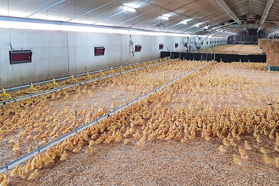 Keurhorst werkt met twee leeftijden eenden. In de opfokstal vangt hij 20.000 dieren op. Die worden na twee weken verdeeld over de twee afmeststallen. Met deze werkwijze lukt het Keurhorst om op jaarbasis 40.000 extra eenden af te leveren. - Foto: William Keurhorst