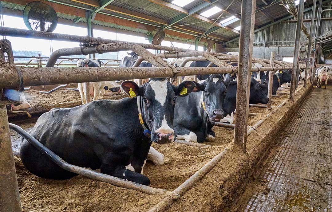 De koeien liggen in boxen met diepstrooisel van gescheiden mest. Die mest scheiden de broers niet zelf. Ze laten vier keer per jaar een mestscheider van een loonwerker komen. Die is dan goed voor 1.000 kuub product dat dan ingekuild wordt.