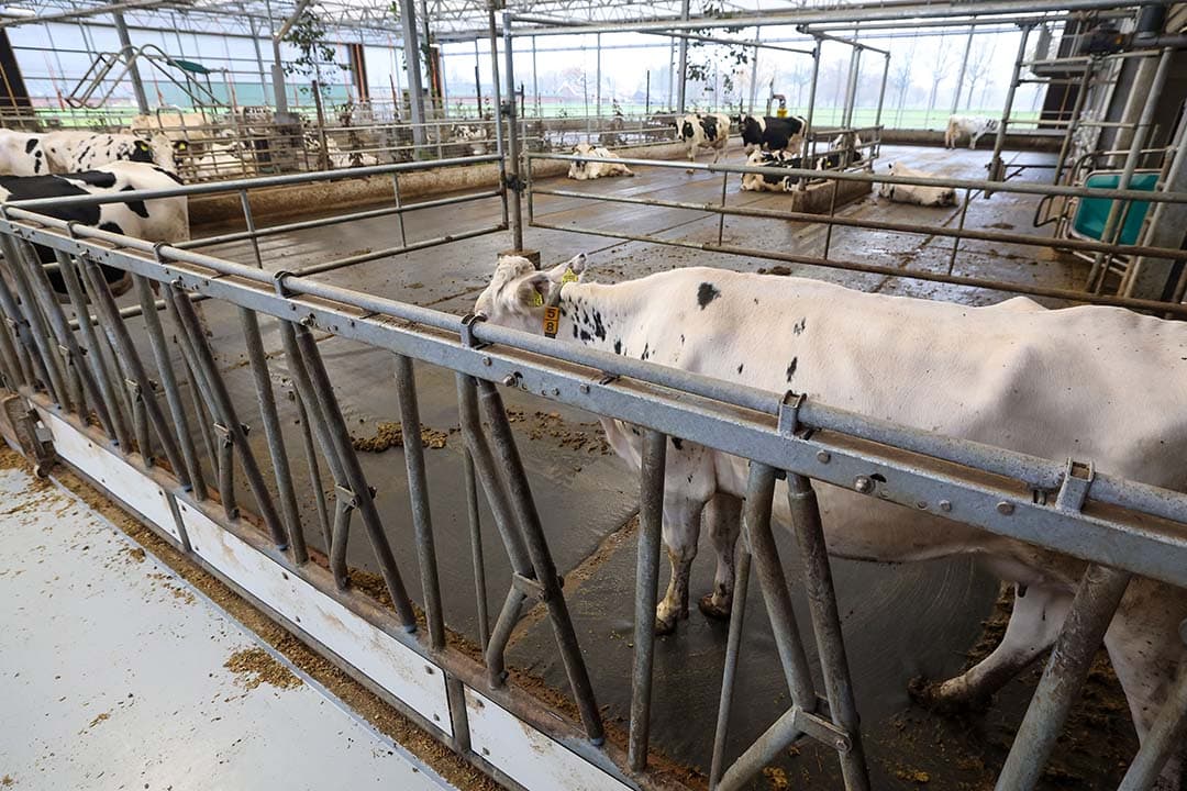 Er is weinig ‘vast’ hekwerk in de koeientuin. De separatieruimte naast de melkrobot is een uitzondering. Deze ruimte – bedoeld voor afkalvende koeien, inseminatie en attentiedieren – is 20 m² groot. Toch is ook deze ruimte flexibel; de ruimte kan indien nodig drie keer zo groot gemaakt worden. Ook is er de mogelijkheid om koeien voor de melkrobot klaar te zetten.