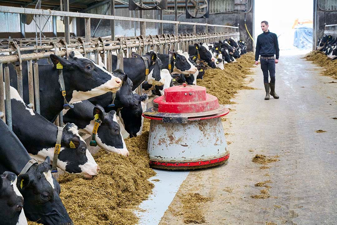 Een voeraanschuifrobot schuift elk uur het voer in de stal aan. Zo ligt er altijd vers voer en zijn de koeien ook sneller geneigd om naar het voerhek te komen. Daar worden ze ook nat gemaakt en droog geblazen.