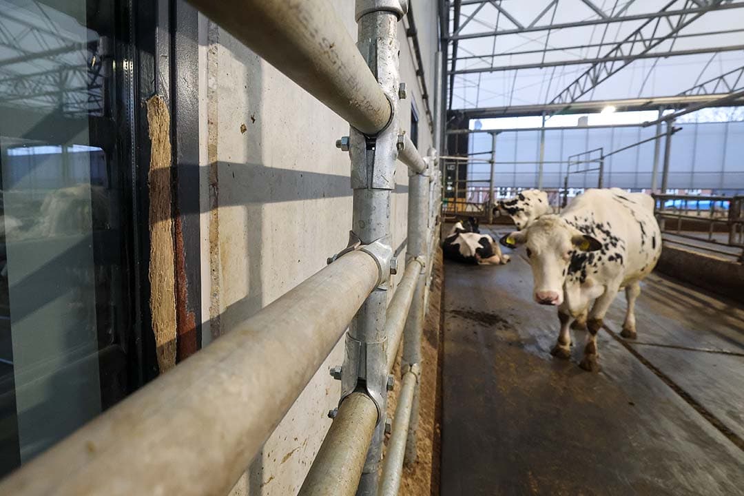 Aan de stalkant van het horecagedeelte is een extra hek geplaatst. De koeien vraten namelijk de kozijnen aan. Links is dat goed te zien.