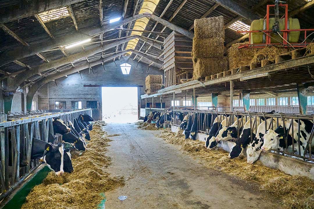 Een overzicht in de oude ligboxenstal uit de jaren zeventig. Hier zijn de droge koeien en het jongvee gehuisvest. De dieren liggen er op diepstrooisel en 2,5 week voor het afkalven, gaan de dieren op stro voor een optimale en rustige afkalfperiode. De broers willen straks doorgroeien naar 3 miljoen kg melk en dan kunnen er nog 40 melkkoeien bij. Het jongvee moet dan wel naar een opfokker of een andere locatie.