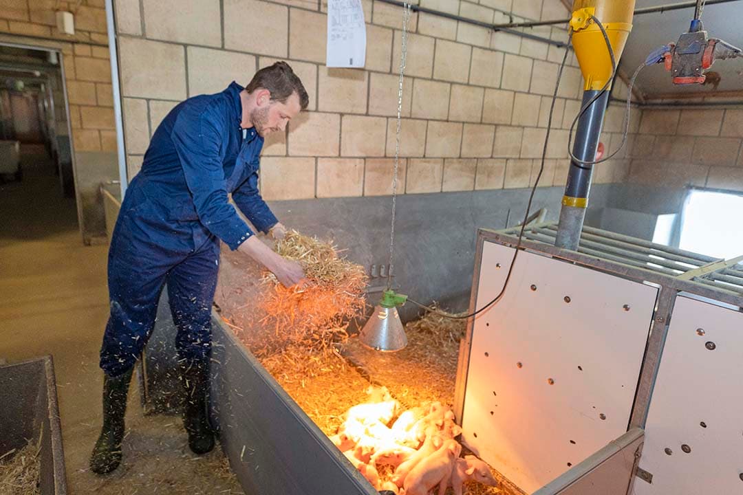 De vrijloop-kraamopfokhokken zijn aan de voorzijde ingericht met biggennesten. De nieuwe stal wordt ook zo ingericht.