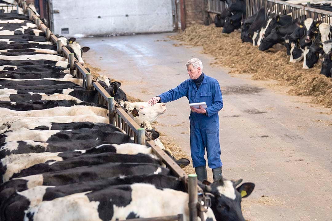 Verdeeld over twee stallen fokt Gerrit Brouwer 280 stuks jongvee op voor drie melkveehouders. - Foto's: Mark Pasveer