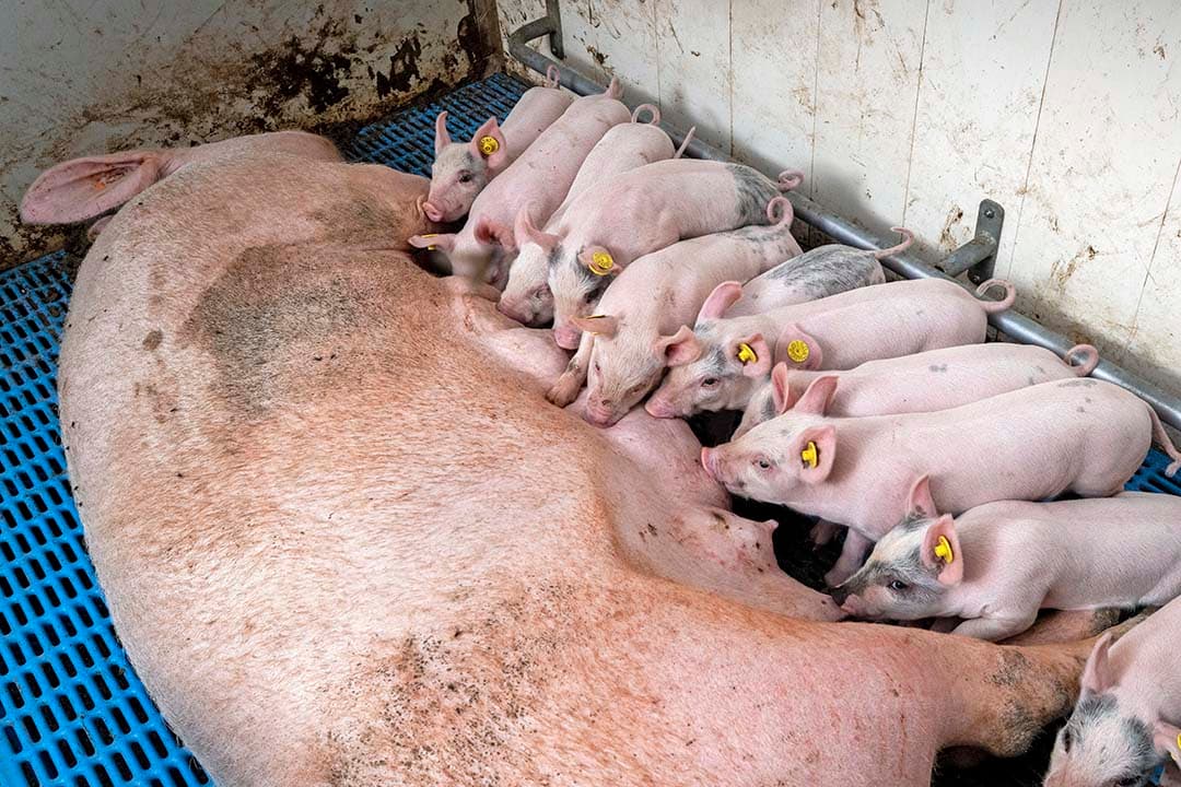 Bonte biggen aan het uier. De genetica is TN70 x Tempo, met eigen aanfok (driewegkruising met Terra, Noor en Z-lijn).