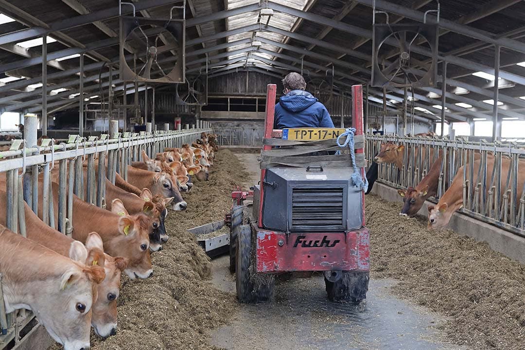 De afgelopen jaren zijn de Holsteins vervangen door Jerseys. Inmiddels is bijna de hele veestapel van Jersey-bloed. - Foto's: Lex Salverda