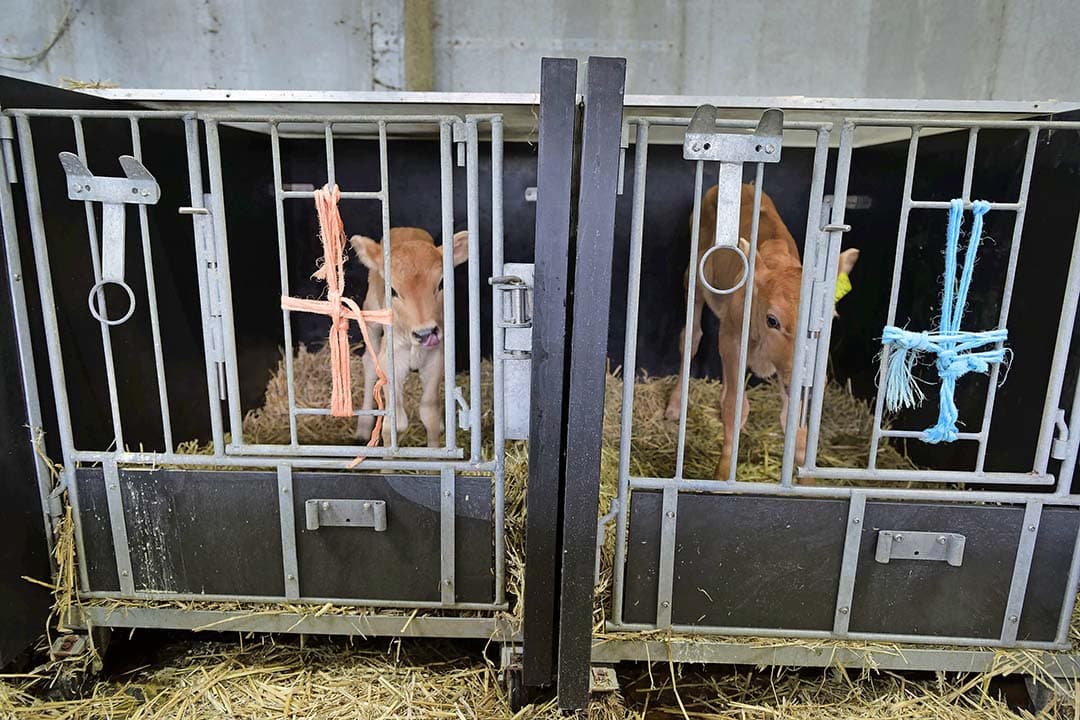 Bij de geboorte wegen de kalveren 15 tot 20 kilo. De eenlingboxen zijn dichtgemaakt om te voorkomen dat ze eruit springen.