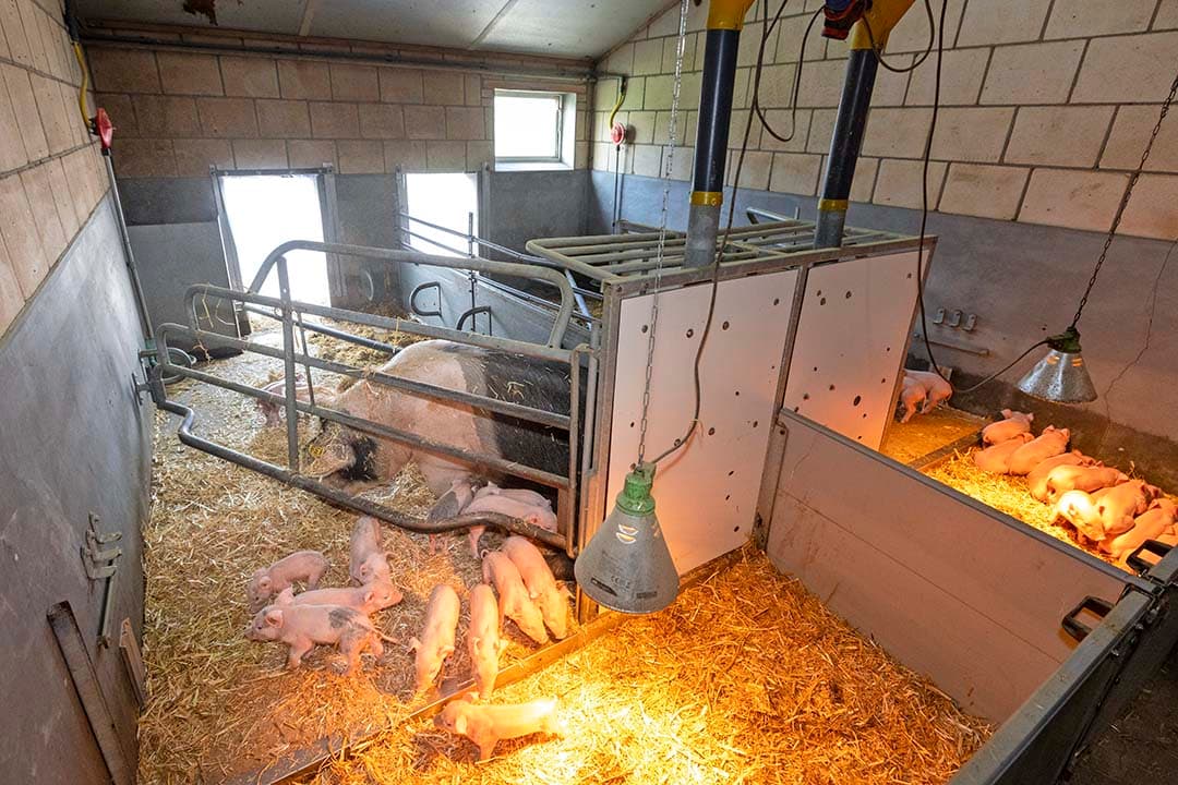 Biologische varkenshouderij uitbreiding