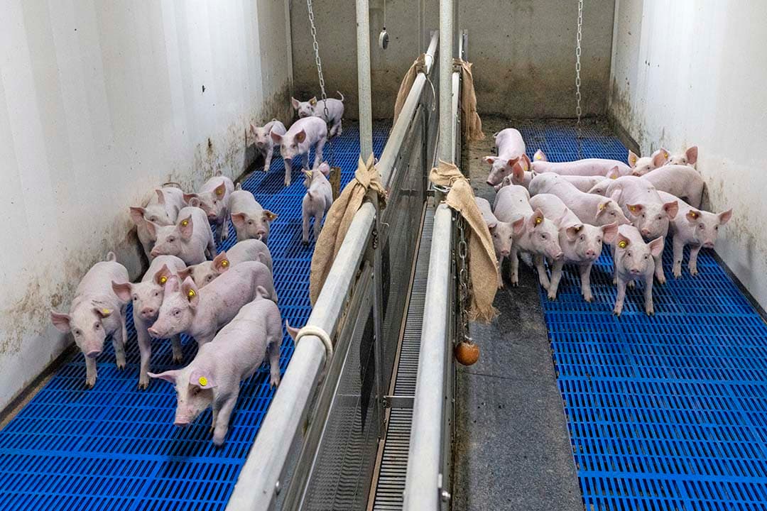 stalmanagement in de varkensstal