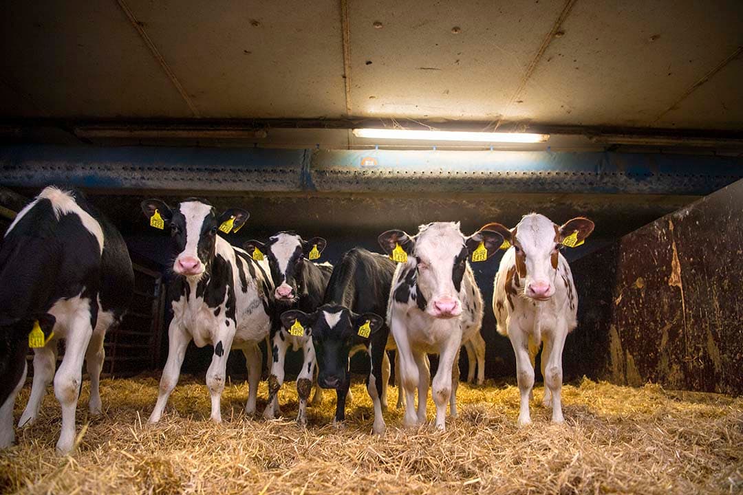 De kalveren staan tot zes maanden op stro. Door buisventilatie is het microklimaat onder de hooizolder optimaal.