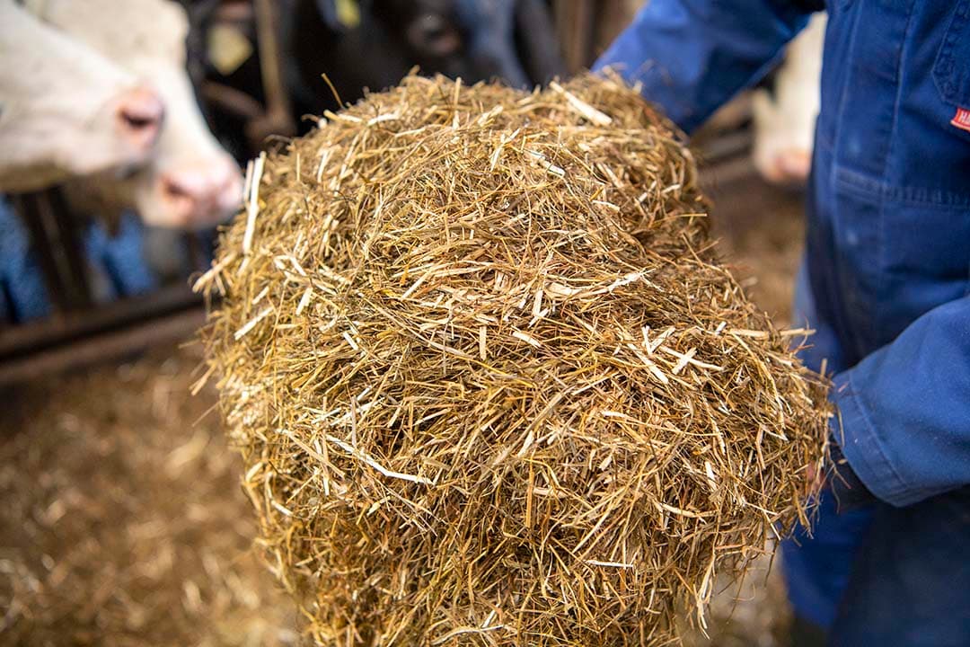 Brouwer streeft naar kuilgras met 850 tot 900 VEM en 160 tot 180 gram ruw eiwit.