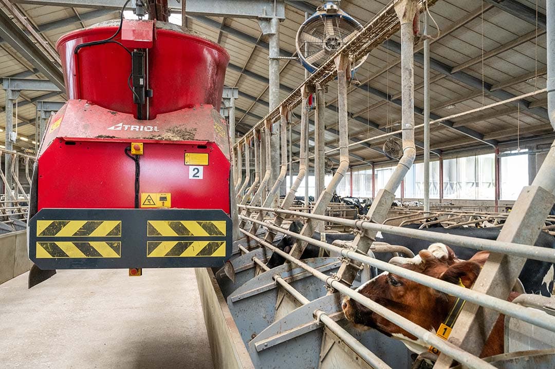 hoge melkproductie koeien