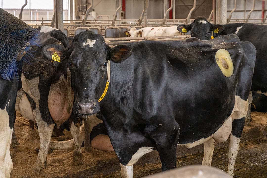 Het bedrijf heeft vijftien fistelkoeien voor verteringsonderzoek. Deze lopen gewoon in het koppel mee.