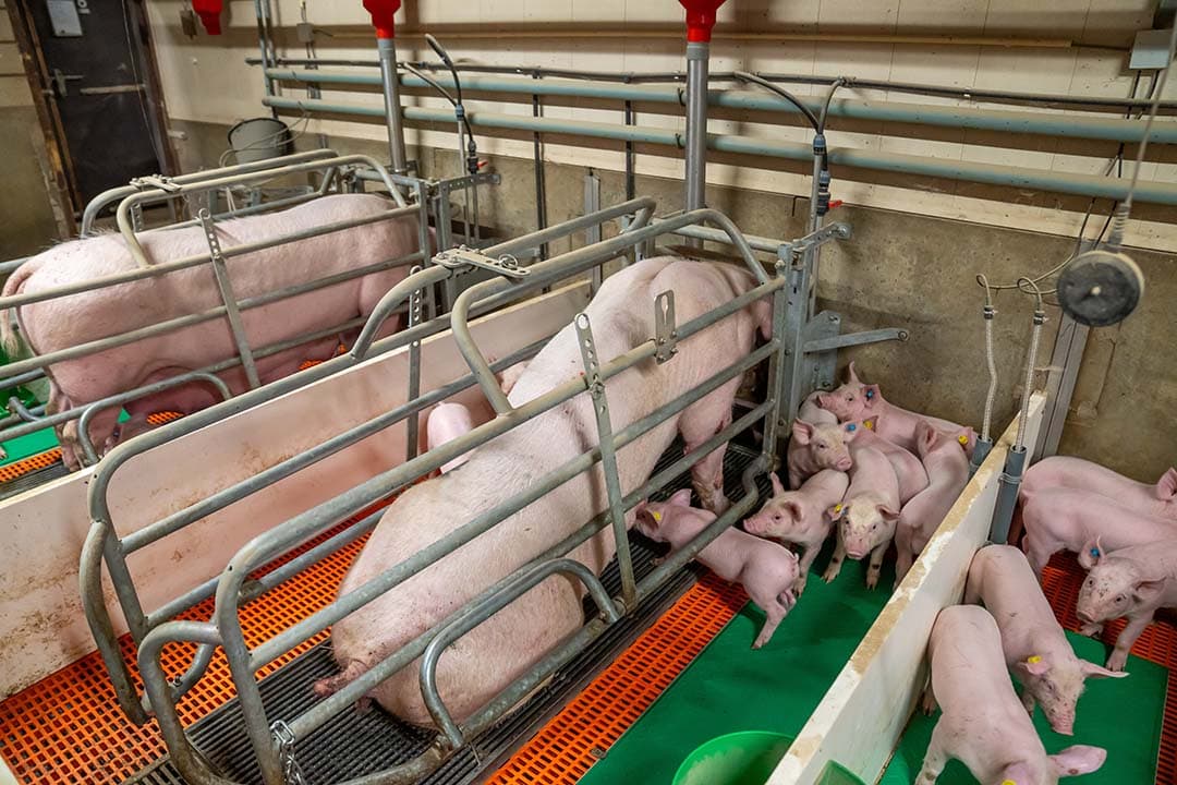 Deze biggen liggen nog drie dagen bij de zeug. Ze groeien dan nog ongeveer een kilo.