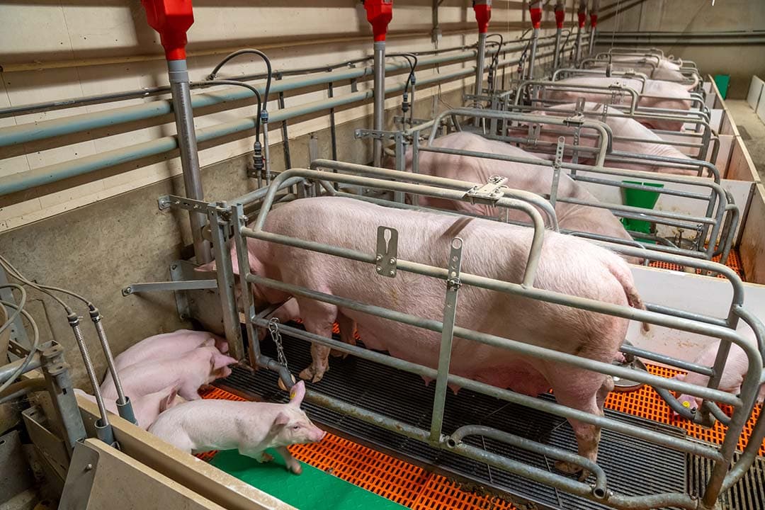 De zeugen gaan in de vijfde zoogweek niet achteruit in conditie. Als niets veranderd blijft de berigheid ook uit.