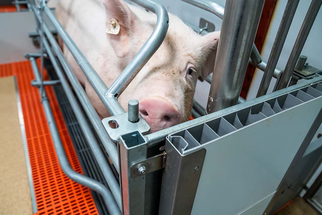 De binnenkomende lucht heeft alle tijd om te acclimatiseren onder de mestpannen,  voor deze bij de neus van de zeug is.