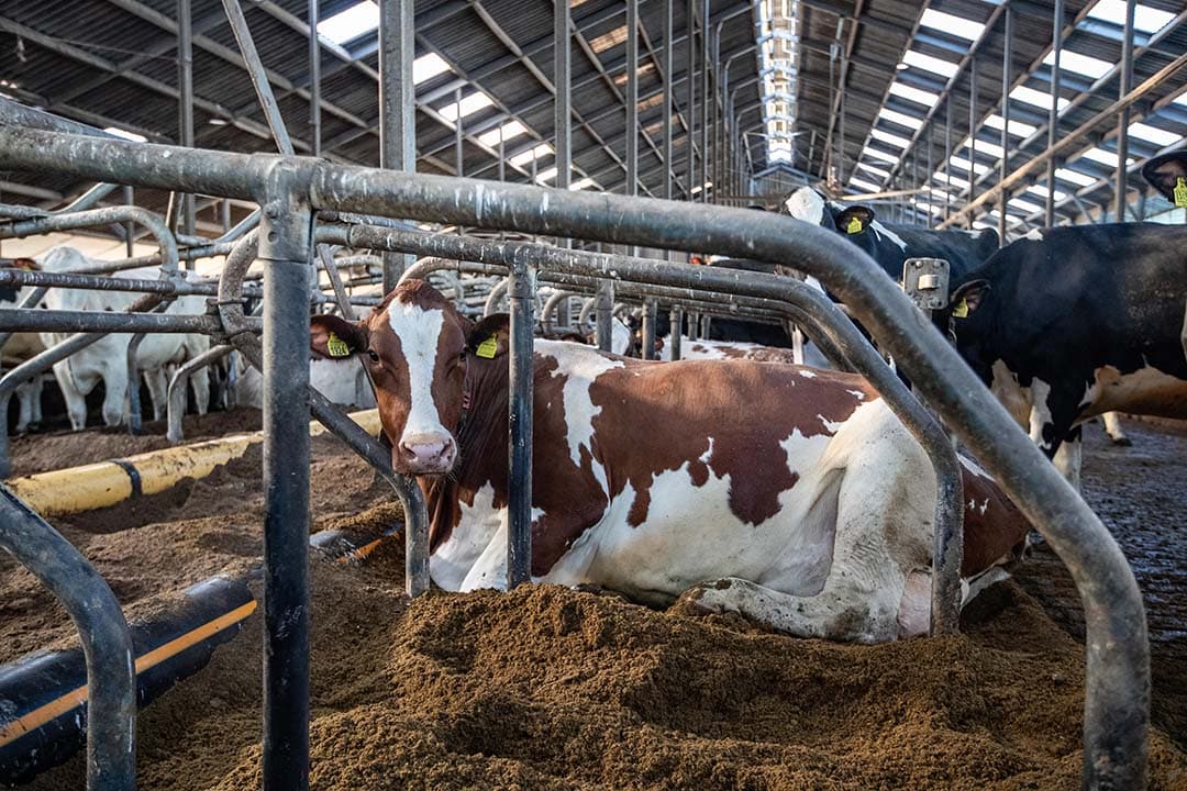 Maatschap Poppe zorgt goed de hoogproductieve koeien, ze liggen comfortabel op biobedding en krijgen een hoogwaardig rantsoen.
