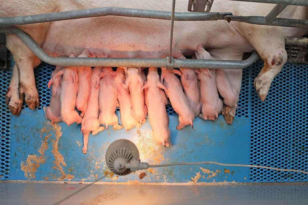 Een verwarmde plaat met daarboven een lamp zorgt ervoor dat de pasgeboren biggen op temperatuur blijven.