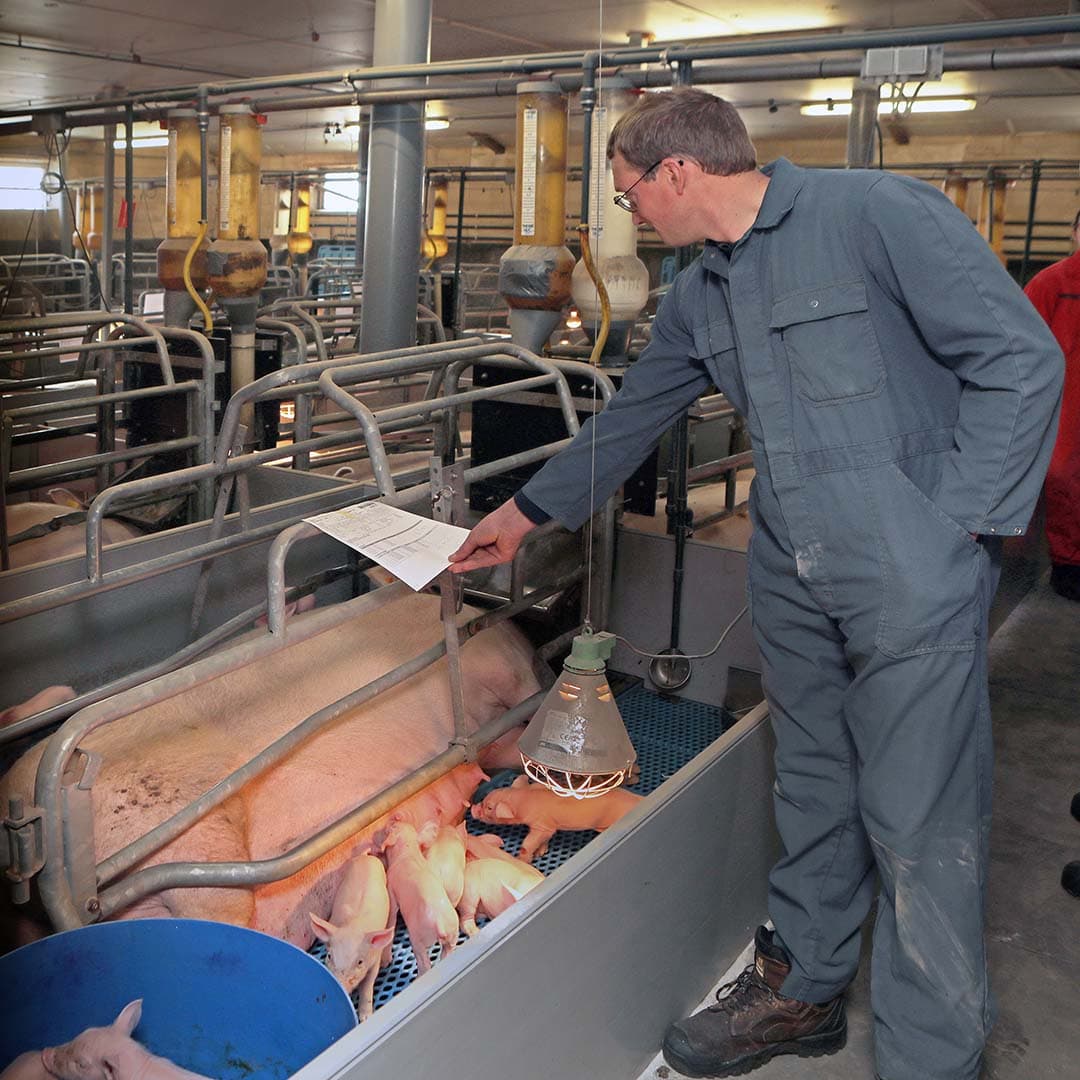 De zeugenkaart speelt een belangrijke rol in de biest- en melkvoorziening van de biggen.