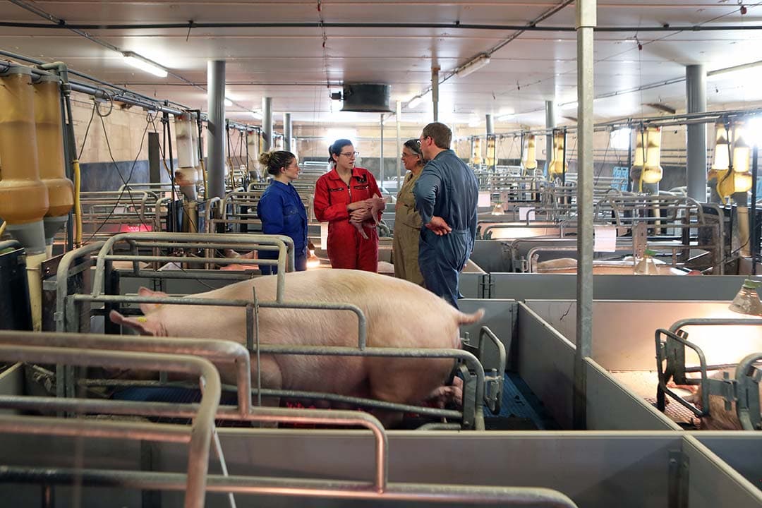 Door de diverse controlegangen is het zicht op de zeugen en de zuigende biggen goed.