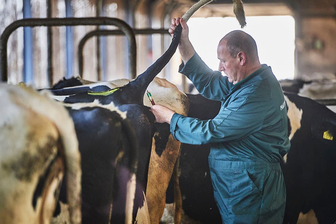 Mark van Kleef neemt elk kwartaal bloedmonsters van een aantal droge en een aantal verse koeien om zo de transitie te monitoren via bloedwaarden. - Foto's: Van Assendelft