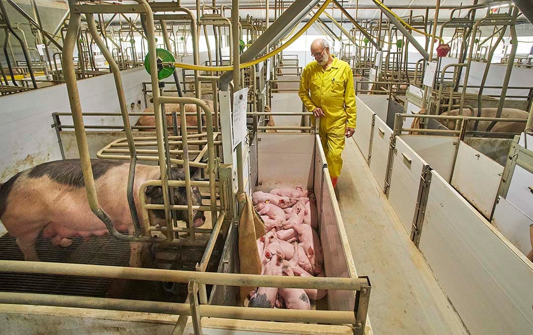 Het is een genot om door de stal te lopen, betoogt Gerbert Oosterlaken.  De biggen zien er gewoon goed uit. - Foto's: Van Assendelft