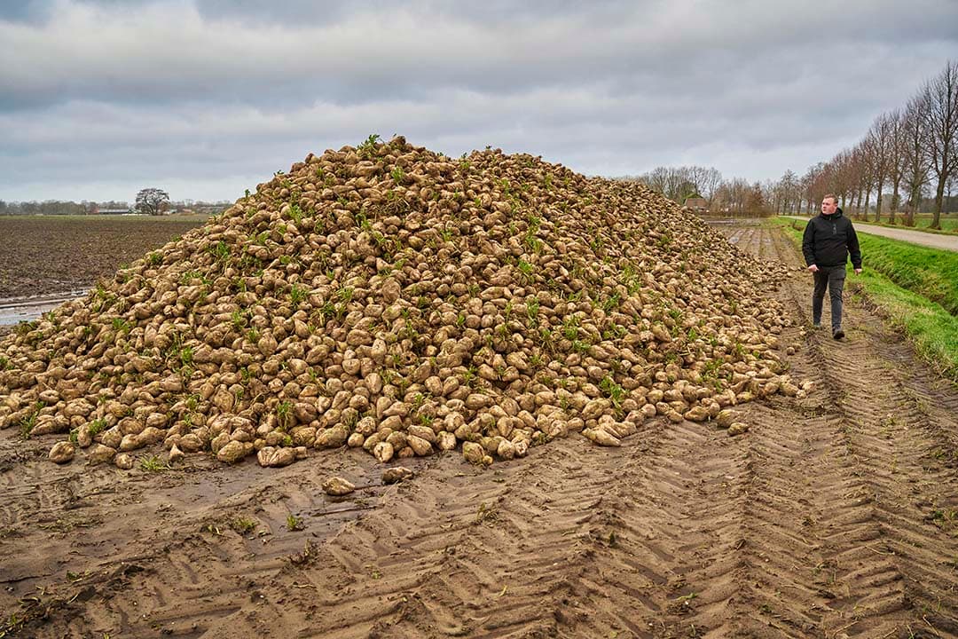 De akkerbouwer verbouwt ook suikerbieten, alhoewel aardappelen en zaaiuien de hoofdgewassen zijn in het bouwplan.