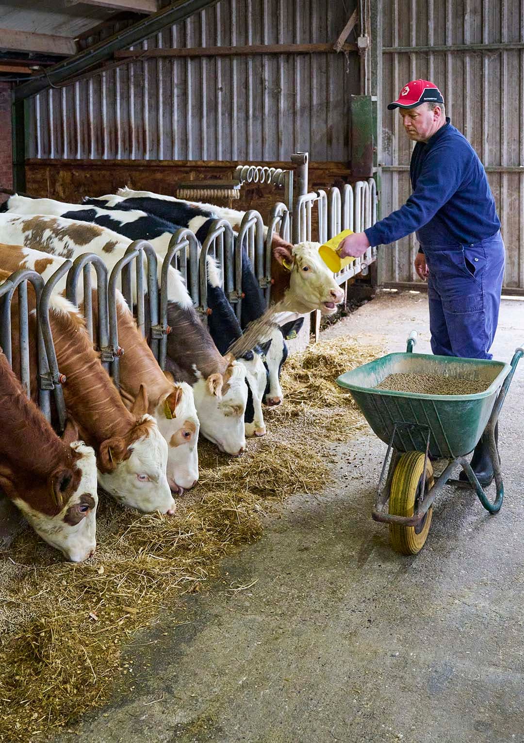 Mulder ziet een uitdaging in het behoud van de jeugdgroei als het jongvee vanaf 5 maanden moet weiden.