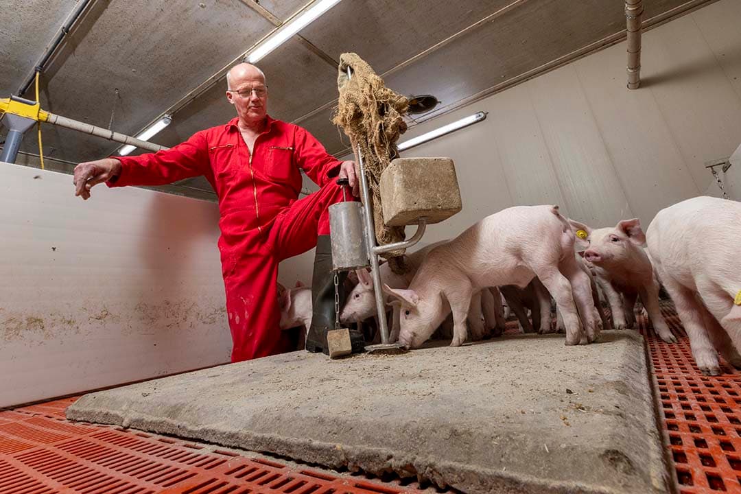 Vermeerderaar Dick Wermink ontwikkelde de voedselplaat en won daarmee de 8e editie van Het Beste Idee van Varkensland. - Foto's: Koos Groenewold