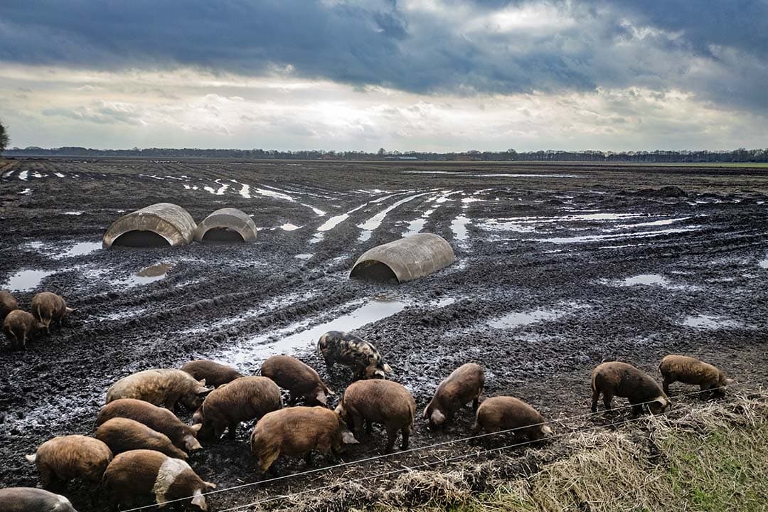 Omdat de akkervarkens ook de achtergebleven zetmeelaardappels opvreten, die door nattigheid niet zijn gerooid, scheelt dat straks aardappelopslag. - Foto's: Hans Banus