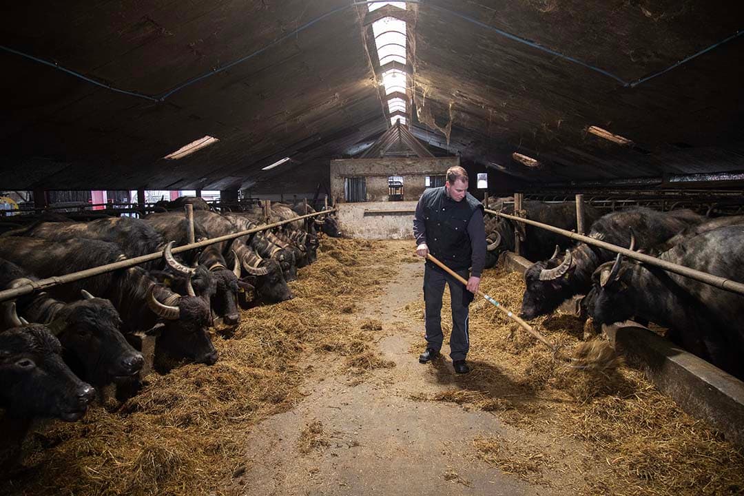 Bert Meems verstrekt zijn waterbuffels kuilgras en twee kilo brok per dier per dag in de melkstal. De buffels doen het goed op een sober rantsoen. - Foto's Hans Banus