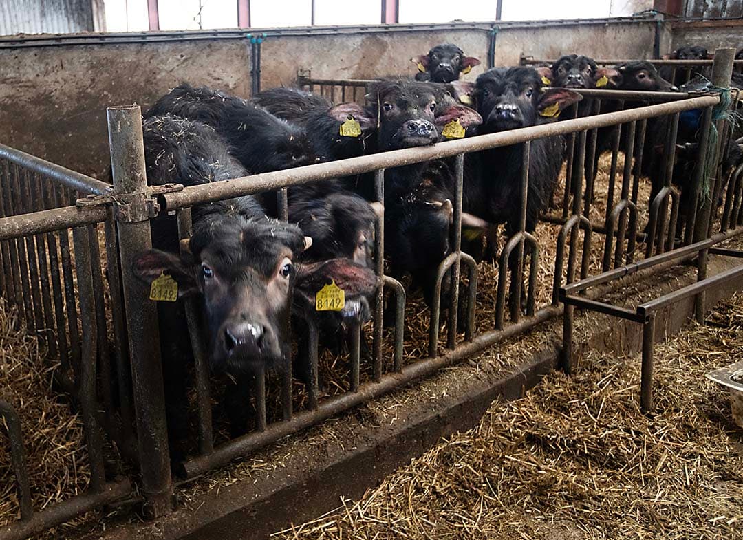 Het jongvee staat in een aparte stal. Alle vaarskalveren worden aangehouden om te groeien in de productie van buffelvlees en -zuivel.