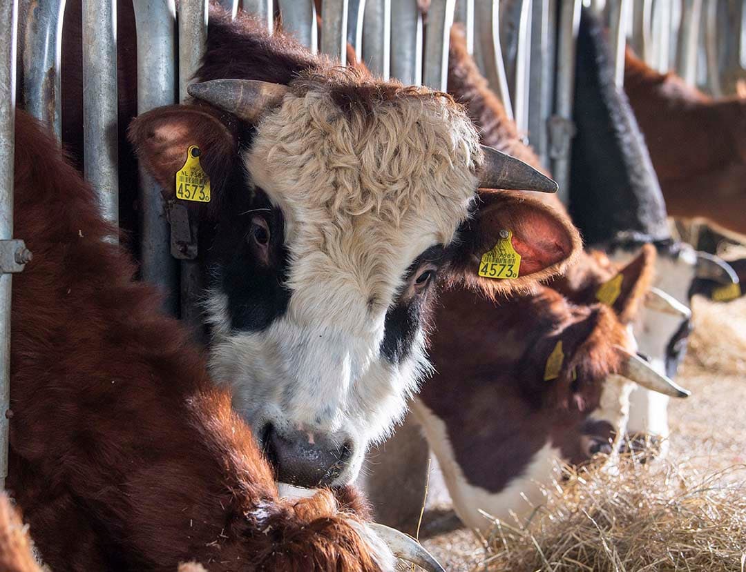 De vennoten kopen om de twee jaar een nieuwe fokstier. Het gros van het vrouwelijk vee wordt aangehouden voor groei van de veestapel.