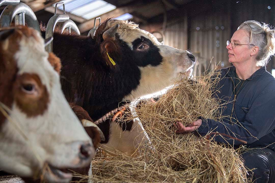 De droom van Lotte om vee te houden, is uitgekomen. Met opschaling van de rundvleesomzet wil ze samen met Pieter een volledig inkomen uit het vleesvee halen.