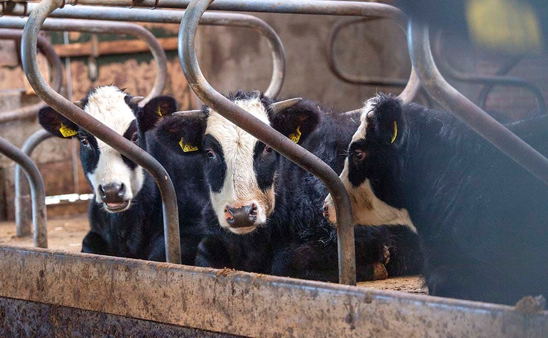 In de voormalige melkveestal staan de gespeende kalveren apart van de zoogkoeien met kalveren.
