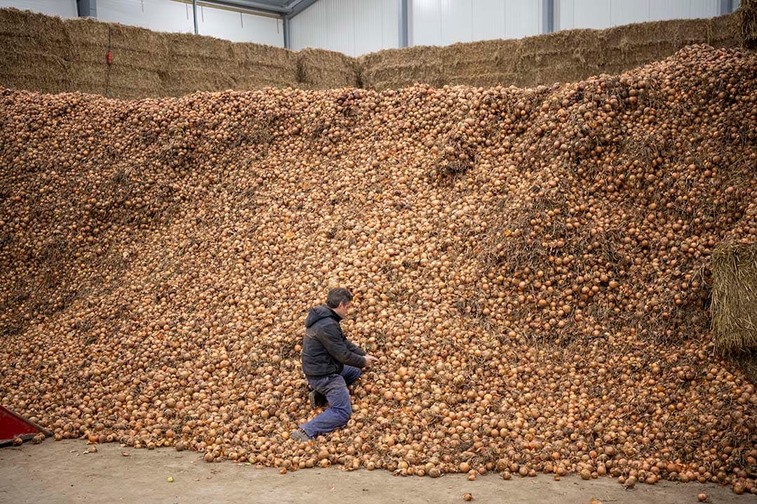 De uien van afgelopen seizoen zijn nog los gestort bewaard, maar deze bewaarschuur is al voorbereid op kistenbewaring.