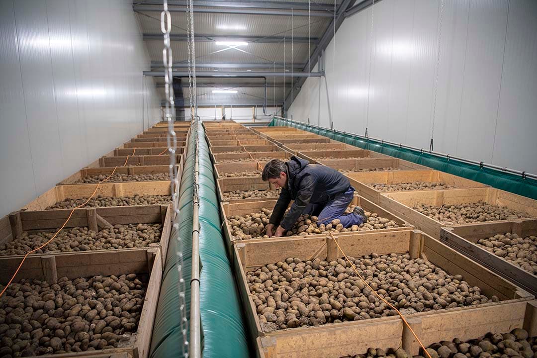 De daken en wanden zijn zwaar geïsoleerd. “We willen vooral warmte weren voor een meer constante temperatuur in de cellen en het bespaart energie voor koeling. In het nieuwe gedeelte zijn vier cellen met drie tussenwanden voor verschillende bewaartemperaturen”, vertelt Dennis de Winter. “De uien waren nog los gestort, maar die gaan ook in kisten.” - Foto's: Mark Pasveer